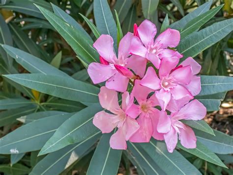 Tips On Winterizing Oleander Plants Learn About The Care Of Oleanders