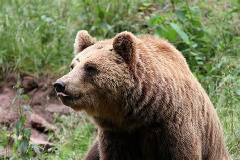 Bear Brown Mammals Free Photo On Pixabay