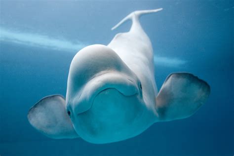 Beluga Whale Wild Life Adventures