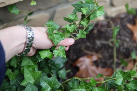 How To Kill Ground Ivy Hunker