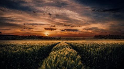 Wheat Field In Sunset Wallpaper Backiee
