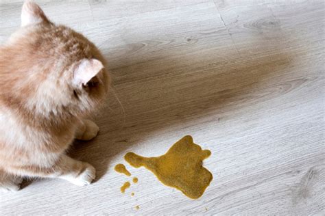 Cat Vomiting Undigested Food Reddit Cat Meme Stock Pictures And Photos