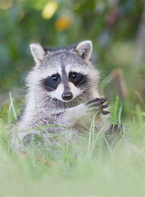 80 Best Raccoons Images On Pinterest