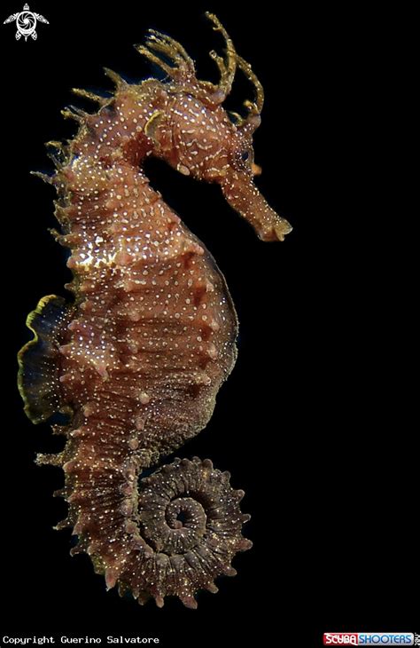 Hippocampus Seahorse In Reggio Calabria Italy Mediterranean Sea