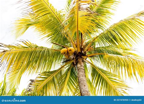 Ripe Coconuts On A Palm Tree Royalty Free Stock Photography