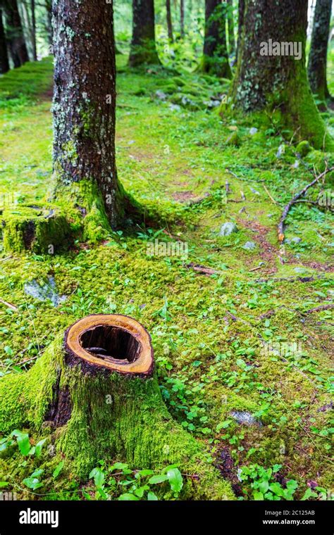 Forest With Undergrowth Stock Photo Alamy