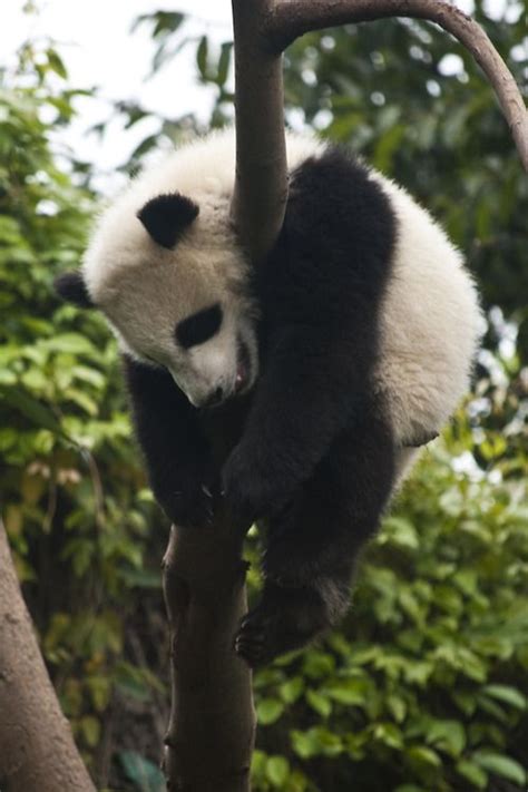 The Animal Blog — Baby Panda Sleeping In A Tree Taken By Baby