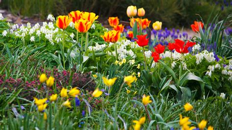 Spring Flower Garden Free Stock Photo Public Domain Pictures