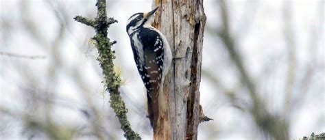 Woodpeckers And The Displays Of Early Spring Maine Coast Heritage Trust