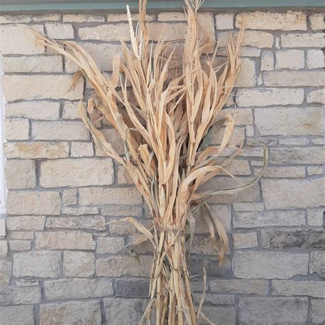 Dried Corn Stalk Bundle Great For Fall Decorating Grimms Gardens