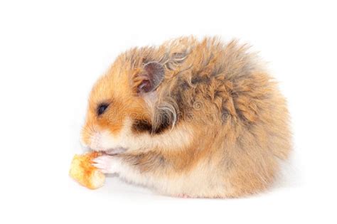 Funny Hamster Eats Stock Photo Image Of Fluffy Parasitic 22907494