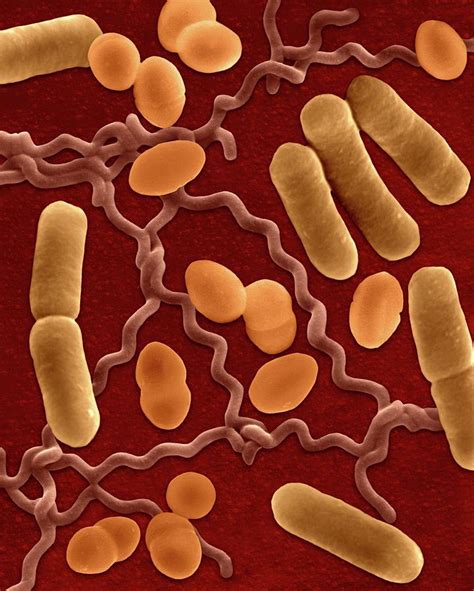 3 Types Of Bacteria Under Microscope Micropedia