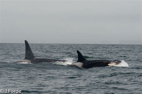 The Whale Centre Tofino Bc Tofino Whale Report Southern Resident