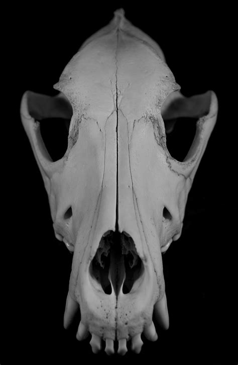 Skull Of Dog By Wildgepard On Deviantart