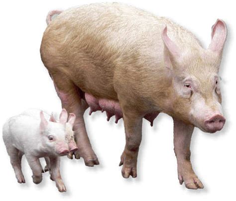 Hausschwein — hausschwein,das:⇨schwein(1,a) … das wörterbuch der synonyme. Schwein im Tierporträt - Tierlexikon / MediaTime Services