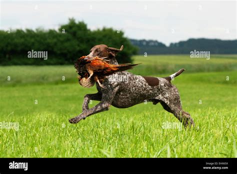 German Shorthaired Pointer Male Retrieving Pheasant Germany Stock