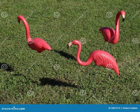 Three Pink Flamingos Stock Photo Image Of Green Fake 5897574