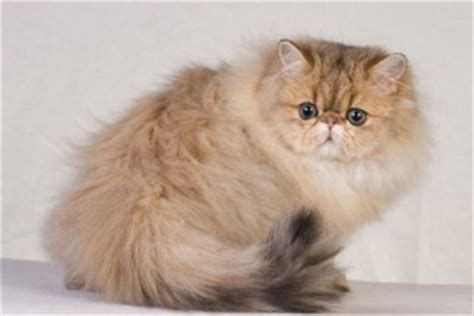 Persian diet, grooming & health. Persian Kittens : Biological Science Picture Directory ...