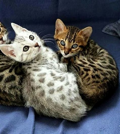 The Egyptian Mau Cat Breed Information And Care Hubpages