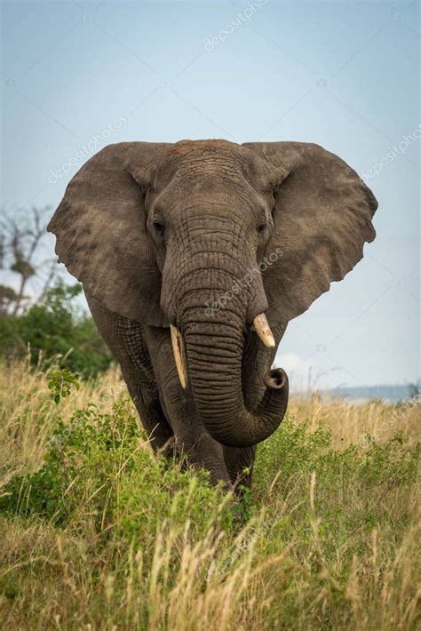 Male African Bush Elephant Stands Curling Trunk Royalty Free Stock