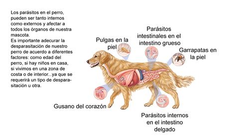 Enfermedades Perro Lovelycan