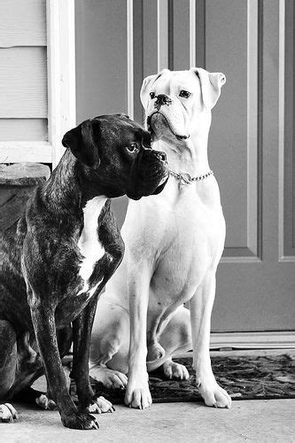 The white boxer is a purebred boxer and doesn't qualify as a separate breed, but it stands out because of its white color. 274 best images about Black & White Dog Photography on ...