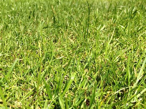 Grass Lawn Green Free Photo On Pixabay Pixabay