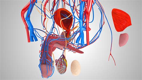 3d Model Male Reproductive And Urinary System Vr Ar Low Poly Cgtrader