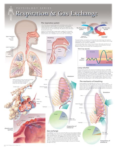 Physiology Of The Respiratory System