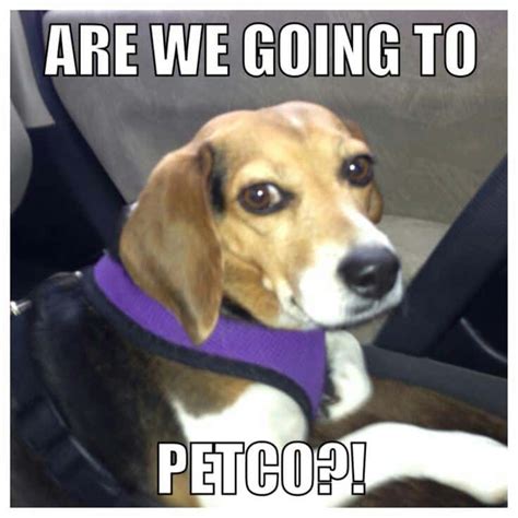 50 Funniest Beagle Meme