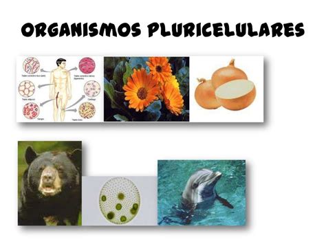 Seres Unicelulares Ejemplos De Organismos Unicelulares Y Pluricelulares