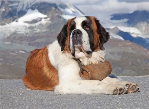 What is a short haired st bernard? Saint Bernard Dog Breed » Information, Pictures, & More