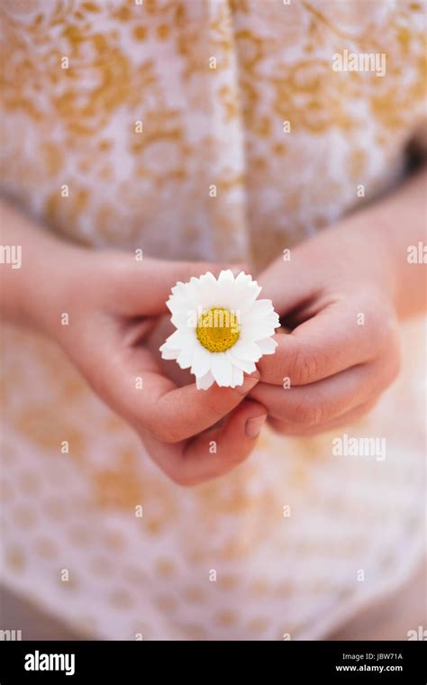 Cropped View Of Girl Holding Daisy Flower Stock Photo Alamy