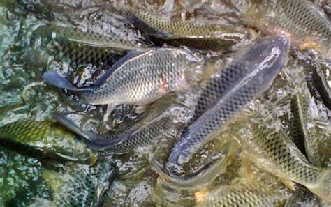 Atau pengen macing ikan nila di kolam? 5 Jenis Umpan Ikan Nila Liar Paling Jitu