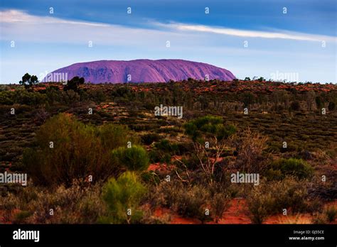 View Of Uluru Also Called Ayers Rock At Sunset From The Ayers Rock
