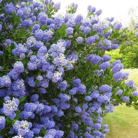 This tree is cultivated around the world and is harvested mainly for pulpwood used in making paper, especially in the philippines. Ceanothus thyrsiflorus 'Skylark' - Blue Mountain Lilac ...