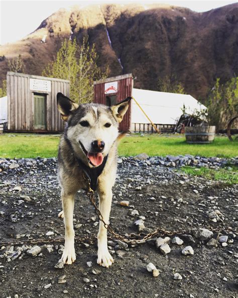 Squirt The Best Little Lead Sled Dog Ever Sheep Creek Valley Juneau