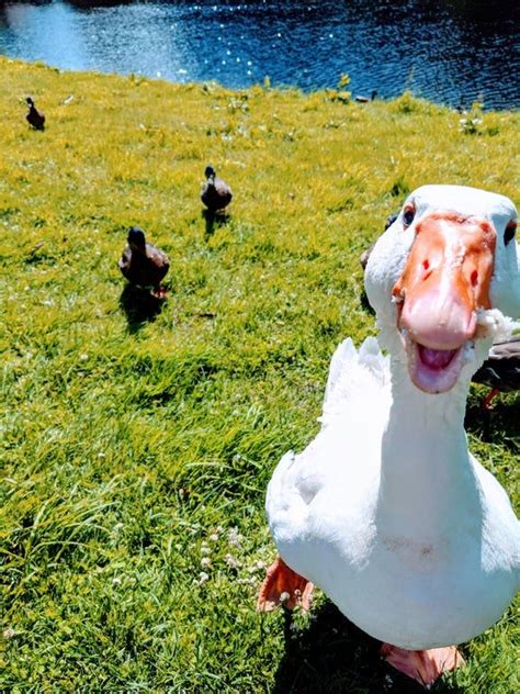 Took This Pic Of A Silly Goose Animalsbeingderps Silly Animals