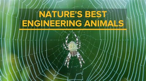 Video Natures Best Engineering Animals Asme