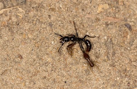Do Ants Eat Dead Human Bodies Abiewbr