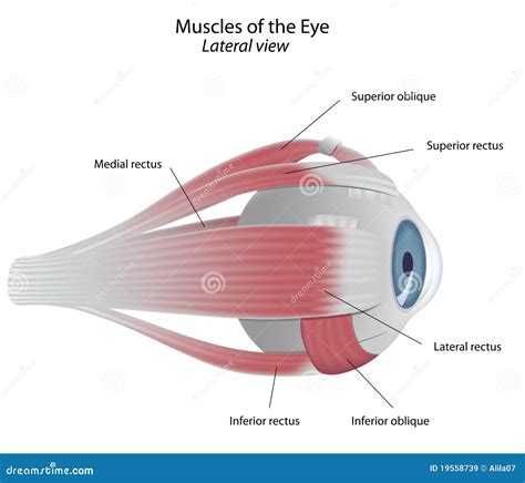 Muscles Of The Eye Royalty Free Stock Images Image 19558739
