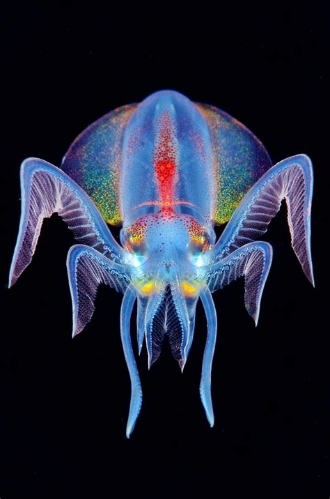 Deep Sea Creatures Beautiful Sea Creatures Underwater Sea Underwater