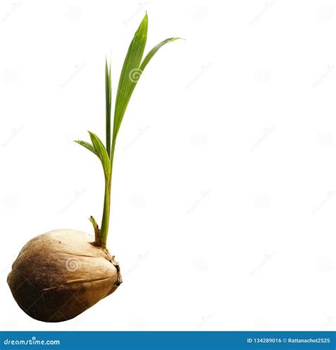 Coconut Shoot Seedlings Are Growing Sprout On White Background Stock