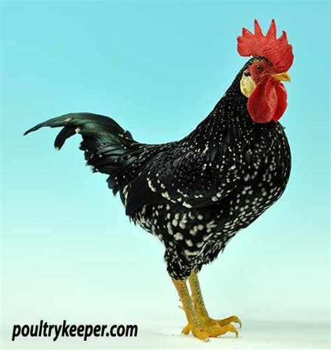 Ancona Chickens Breed In Focus