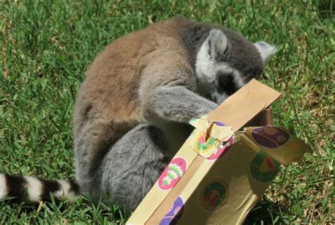 Conoce cómo ayudarnos apadrinando a tu animal favorito a través del siguiente enlace ⬇️⬇️⬇️ apadrina.buinzoo.cl. Animales del Buin Zoo abren sus regalos de navidad ...