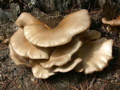 North Carolina Mushrooms Photos