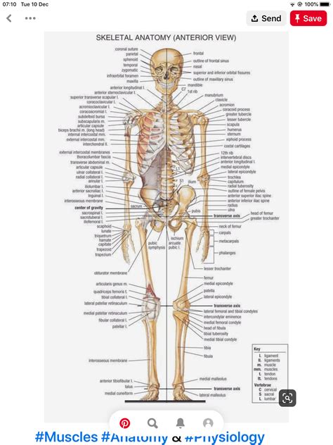 Pin By Richard Purbrick On The Body 206 Bones Human Skeleton Bones