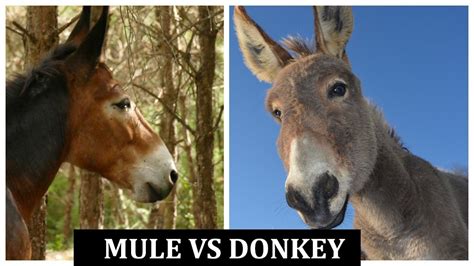 Mule Vs Donkey Sounds Difference Between Donkey And Mule Youtube