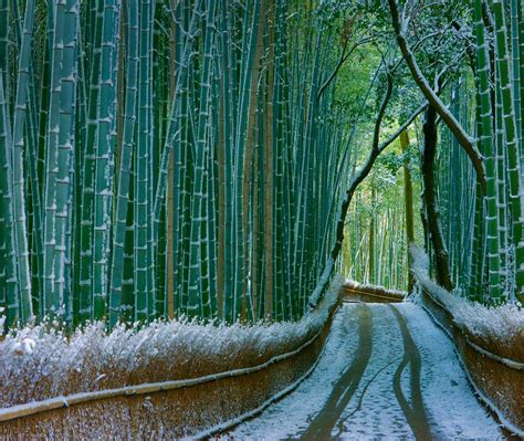 Kyoto Bamboo Bing Wallpaper Download