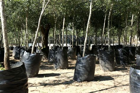 Details 48 Tipos De árboles Para Reforestar En México Abzlocalmx